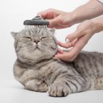 Cat Grooming