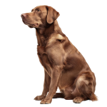 Dog Grooming