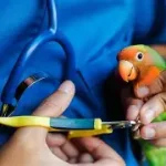 Bird Grooming