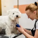 Dog grooming