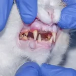 Dental scaling