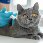 Cat 3 in 1 vaccine