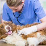 Dog Services