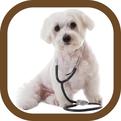 Pet clinic